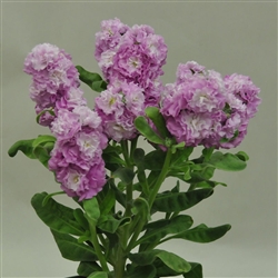 Stocks Sweetie Lavender Pellet_disc