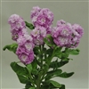 Stocks Sweetie Lavender_disc