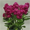 Stocks Sweetie Rose Pellets