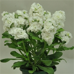 Stocks Sweetie White-HiDblPell