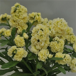 Stocks Sweetie Yellow Pellets