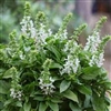 Basil Floral Spires White