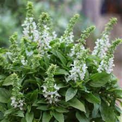 Basil Floral Spires White