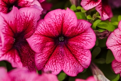 Petunia Limbo Plum Pellets