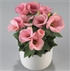 Lisianthus Carmen Dp Pink