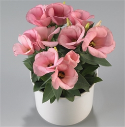 Lisianthus Carmen Dp Pink