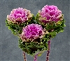 Kale Euro Bogdana (Rose wavy)