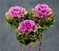 Kale Euro Bogdana (Rose wavy)