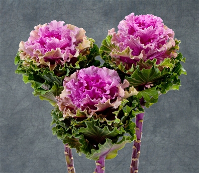 Kale Euro Bogdana (Rose wavy)