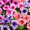 Petunia Lambada Vein Mix Pelle