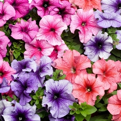 Petunia Lambada Vein Mix Pelle