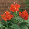 Canna Sth Pacific Scarlet