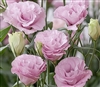 Lisianthus Advant. Pink Pellets