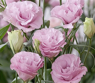 Lisianthus Advant. Pink Pellets