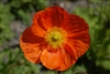 Poppy Champ.Bub.Orange