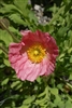 Poppy Champ.Bub.Pink