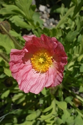 Poppy Champ.Bub.Pink