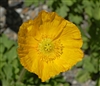 Poppy Champ.Bub.Yellow