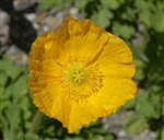 Poppy Champ.Bub.Yellow