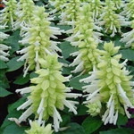 Salvia Reddy White