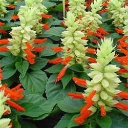 Salvia Reddy White Surprise