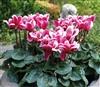 Cyclamen Goblet Shine Wine