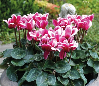 Cyclamen Goblet Shine Wine