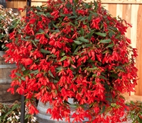 Begonia Bossa Nova Red Pellets