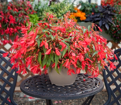 Begonia Bossa Nova Rose Pellet