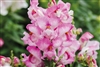 Antirrhinum Snappy Mauve