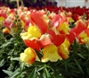 Antirrhinum Snappy Oran Bicol