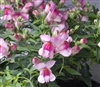 Antirrhinum Snappy Orchid