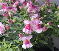 Antirrhinum Snappy Orchid