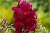 Antirrhinum Snappy Red