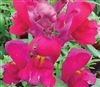 Antirrhinum Snappy Violet