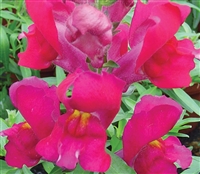 Antirrhinum Snappy Violet