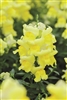 Antirrhinum Snappy Yellow