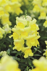 Antirrhinum Snappy Yellow