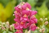 Antirrhinum Snappy Rose