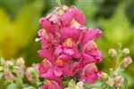 Antirrhinum Snappy Rose