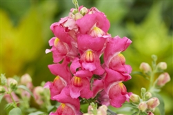 Antirrhinum Snappy Rose