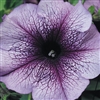 Petunia Tango Blue Vein Pellet