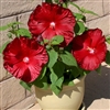 Hibiscus Honeymoon Deep Red