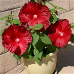 Hibiscus Honeymoon Deep Red