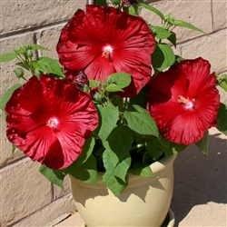 Hibiscus Honeymoon Deep Red