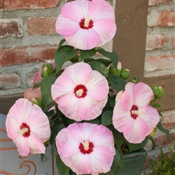 Hibiscus Honeymoon Pink