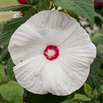 Hibiscus Honeymoon White