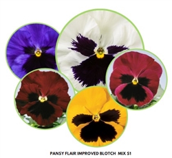 Pansy Flair Imp Blotch Mix S1