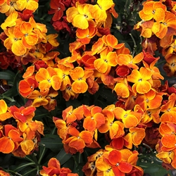 Cheiranthus Sugar Rush Orange