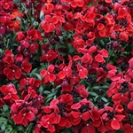 Cheiranthus Sugar Rush Red